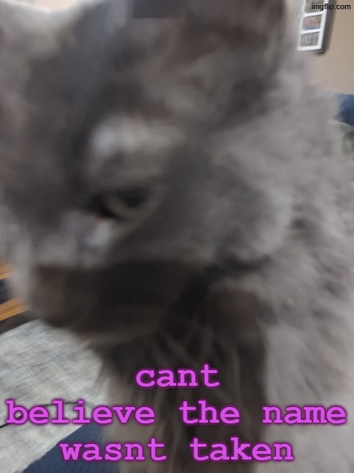32's Cat | cant believe the name wasnt taken | made w/ Imgflip meme maker