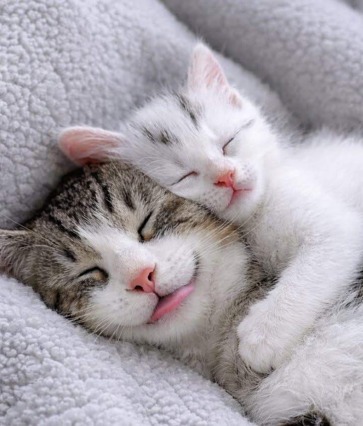 Kitty love Blank Meme Template
