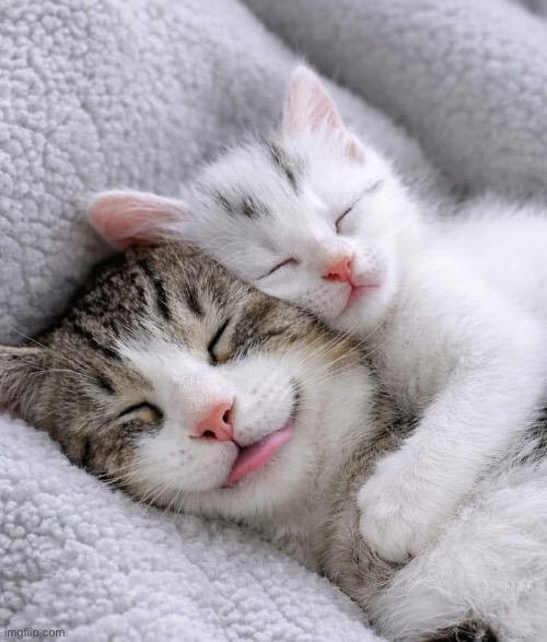 Kitty love | image tagged in kitty love | made w/ Imgflip meme maker