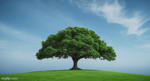 tree | image tagged in gifs,cool tree | made w/ Imgflip images-to-gif maker