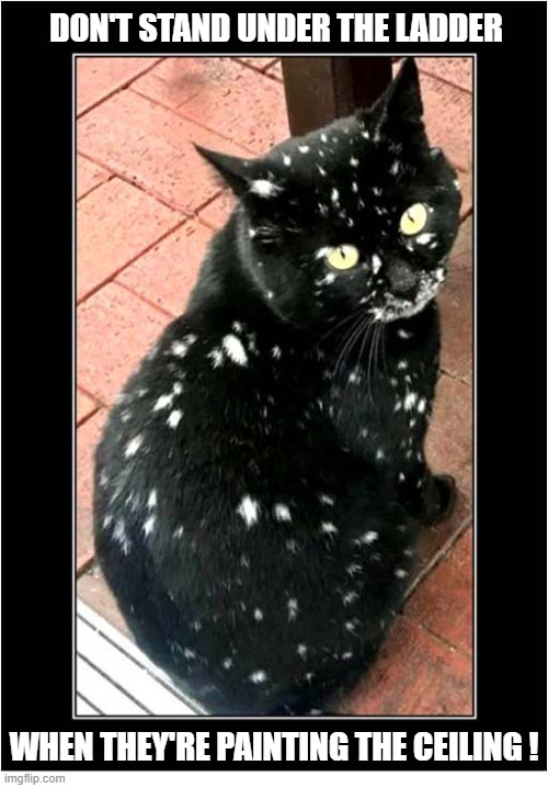 Note To Self: | Don't stand under the ladder; when they're painting the ceiling ! | image tagged in cats,fur,pattern,paint,effect | made w/ Imgflip meme maker