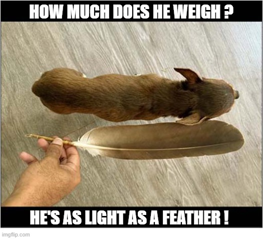Comparisons | how much does he weigh ? he's as light as a feather ! | image tagged in dogs,weight,feather | made w/ Imgflip meme maker