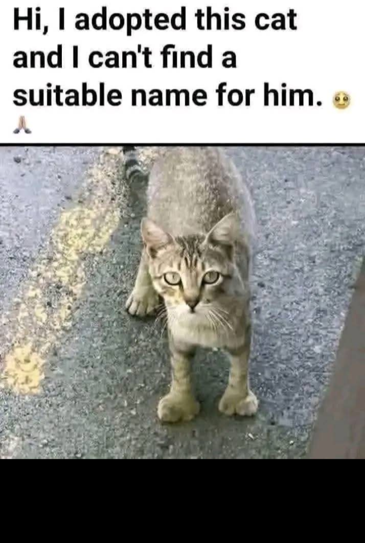 Funny Blank Meme Template