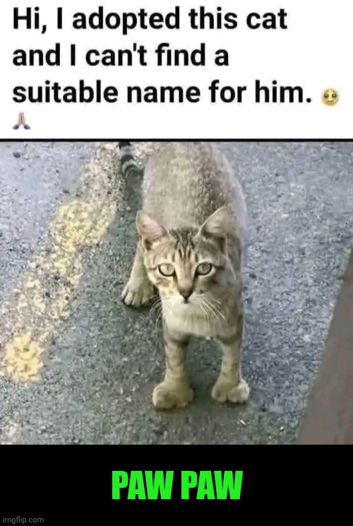 Funny | Paw paw | image tagged in funny,cat,name,paw patrol,grey,pets | made w/ Imgflip meme maker