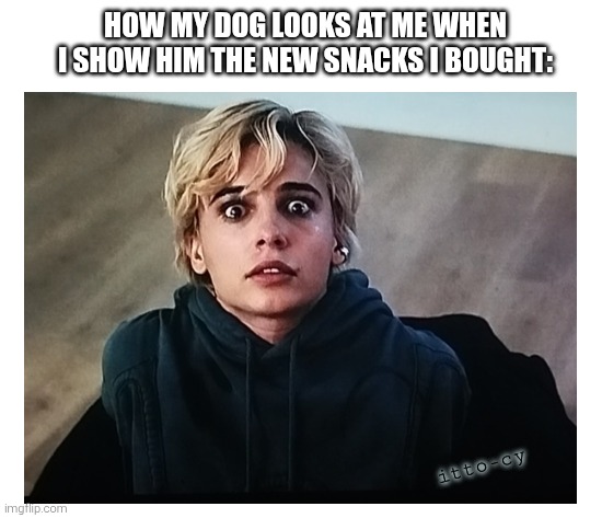 can has? | how my dog looks at me when I show him the new snacks I bought:; itto-cy | image tagged in dogs,fun,movie,smile | made w/ Imgflip meme maker