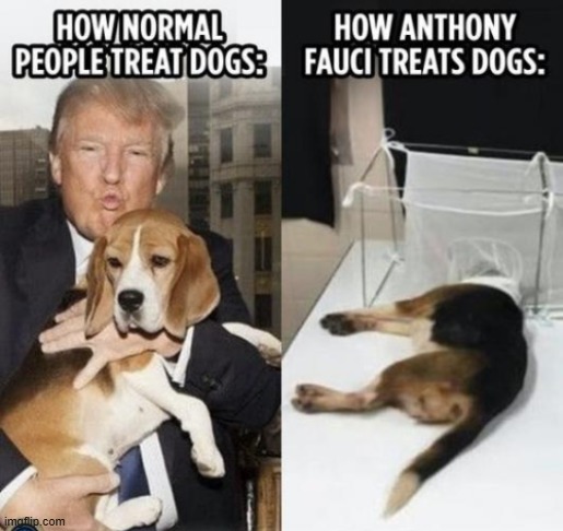 Beagles are such sweet dogs while Fauci is one dirty dog. I hope Americans get justice. | image tagged in dr fauci,animal,abuse,responsibility,punishment,disgusting | made w/ Imgflip meme maker