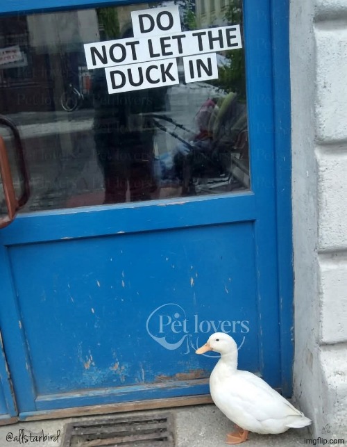 What the duck did he do? | made w/ Imgflip meme maker