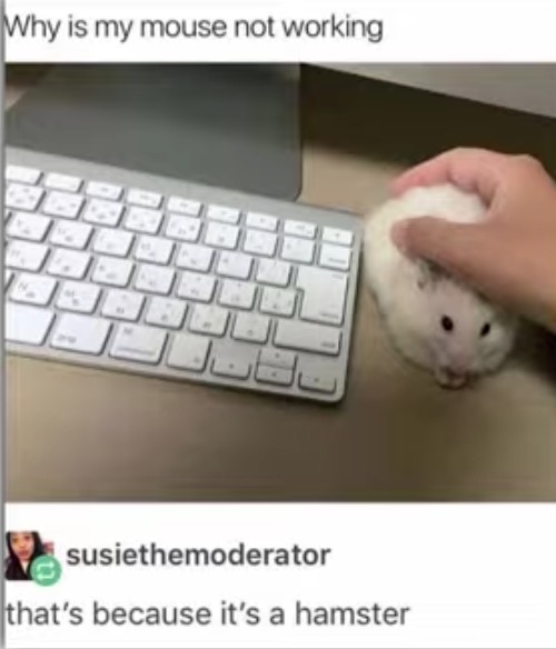 image tagged in mouse,hamster,rodents,animals,problem,bug | made w/ Imgflip meme maker