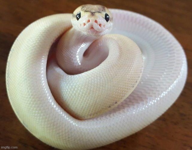 image tagged in cute snake | made w/ Imgflip meme maker