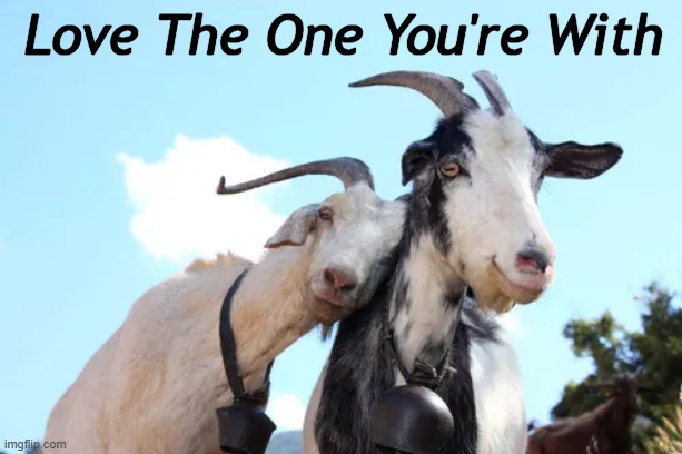 Relationship Advice | Love The One You're With | image tagged in relationship,commitment,love,love wins,just say no,cheating | made w/ Imgflip meme maker