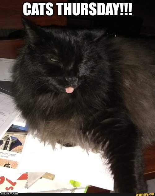 its my cat | cats thursday!!! | image tagged in grumpy cat,cute cat | made w/ Imgflip meme maker