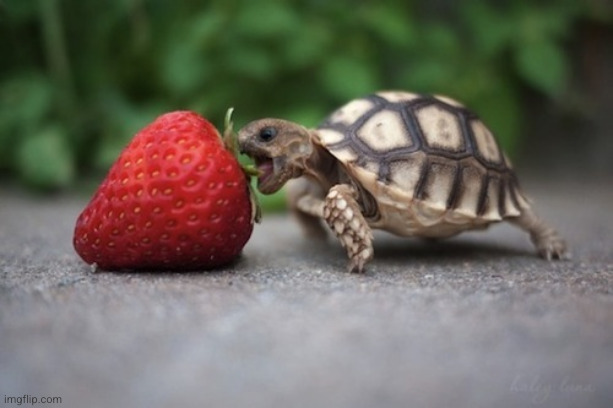 Turtle with Strawberry | image tagged in turtle with strawberry | made w/ Imgflip meme maker