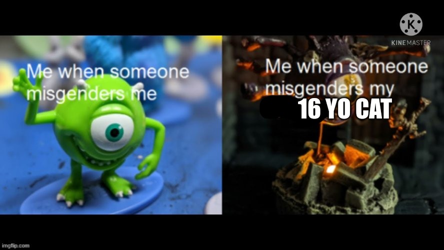 Someone misgenders me | 16 yo cat | image tagged in someone misgenders me | made w/ Imgflip meme maker