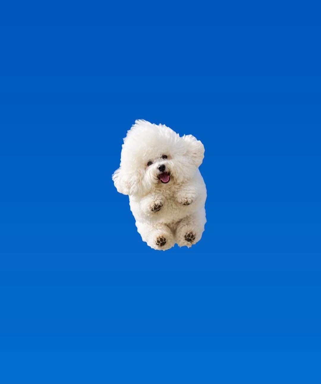 Joyous dog Blank Meme Template