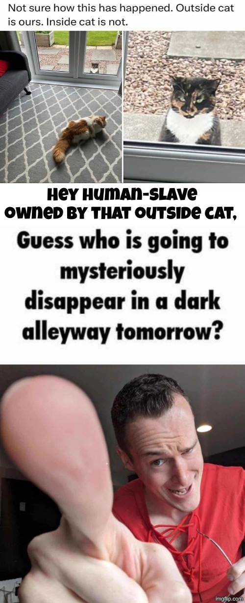 The human's actual cat looks enraged by this | Hey human-slave owned by that outside cat, | image tagged in cats,funny cats,how did this happen,kill you cat,so you have chosen death,evil overlord rules | made w/ Imgflip meme maker