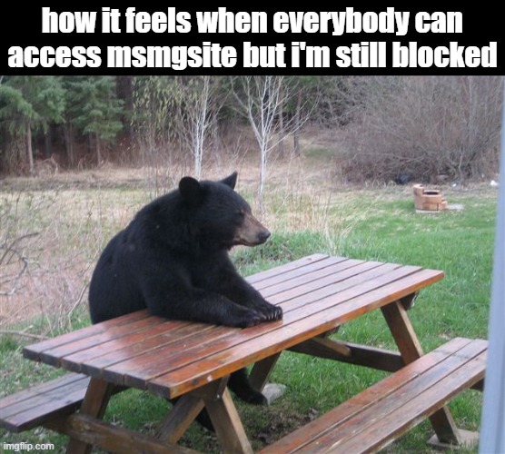alright VPN time | how it feels when everybody can access msmgsite but i'm still blocked | image tagged in patient bear | made w/ Imgflip meme maker