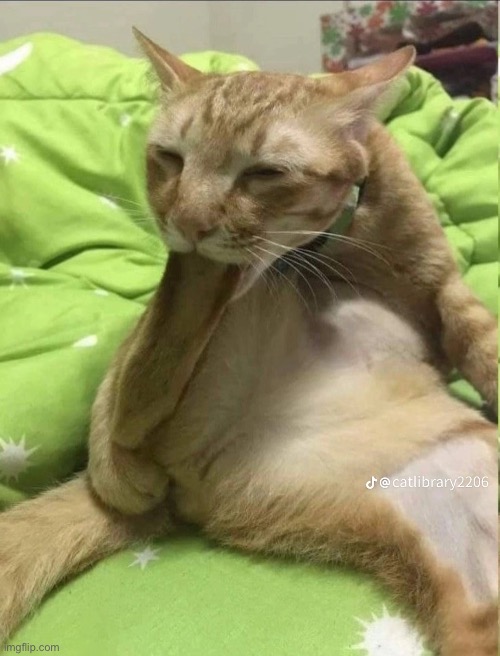 orange cat behavior | image tagged in orange cat behavior | made w/ Imgflip meme maker
