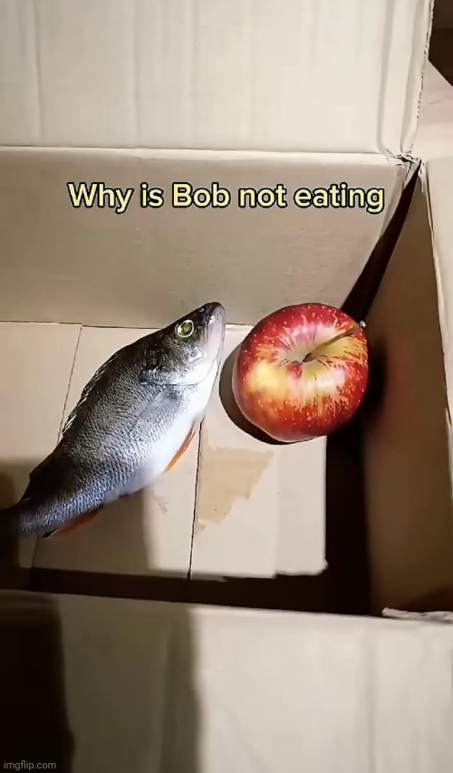 I got him his favorite food but he won't eat it | image tagged in shitpost | made w/ Imgflip meme maker