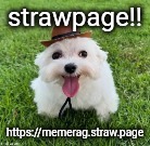 since the drama seems to be over i think I will go back to msmemergroup.com now | strawpage!! https://memerag.straw.page | image tagged in dog | made w/ Imgflip meme maker
