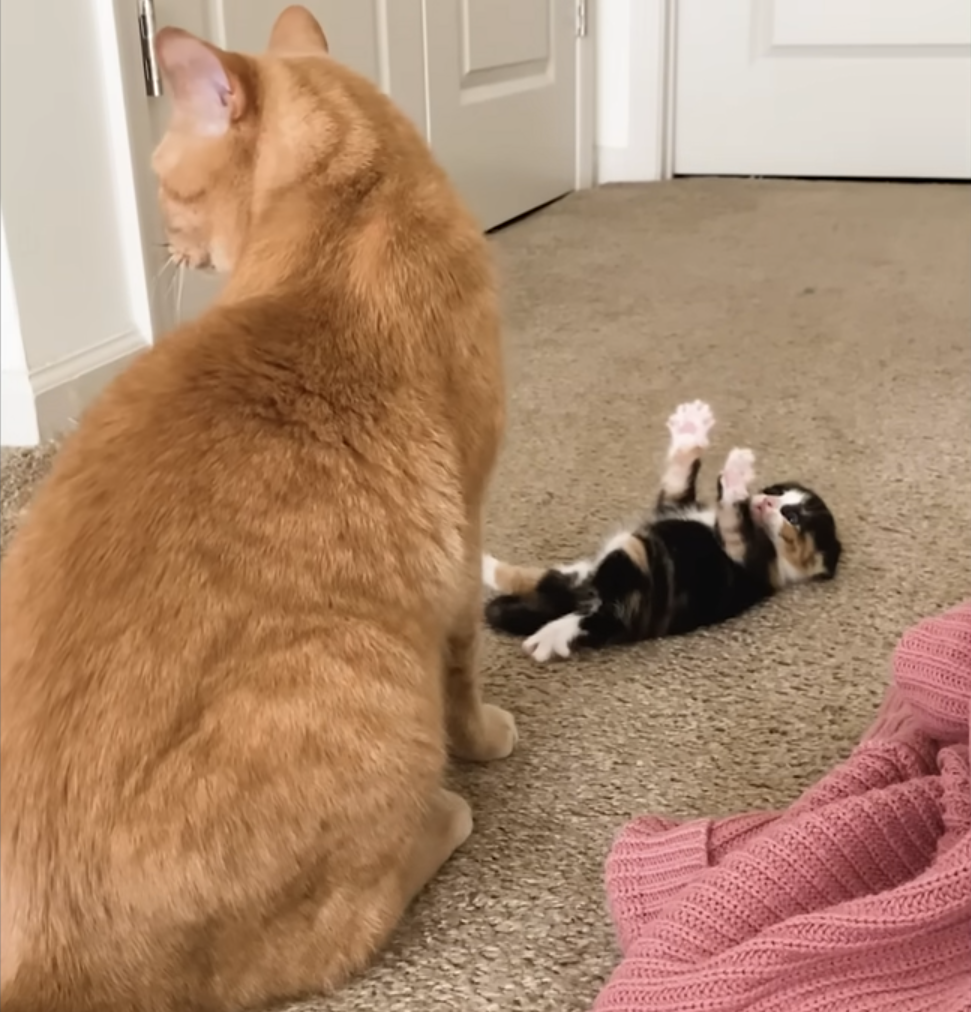 High Quality Helpless kitten ignored by mom Blank Meme Template