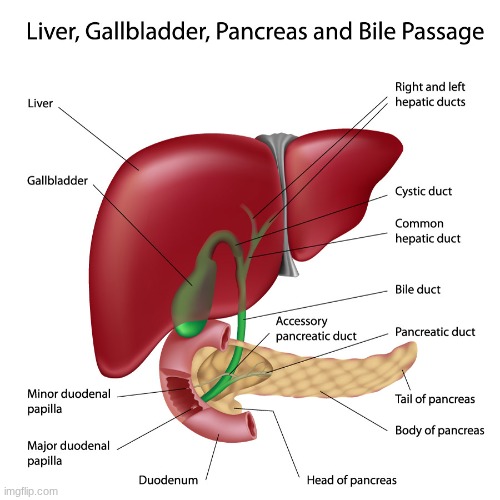 Image of internal organs | image tagged in liver gallbladder and pancreas | made w/ Imgflip meme maker