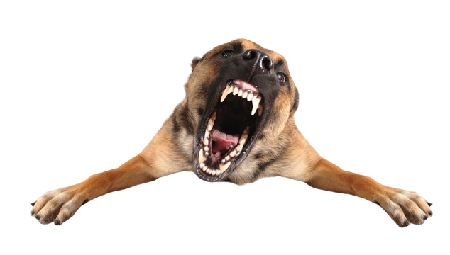 Angry Dog Blank Meme Template