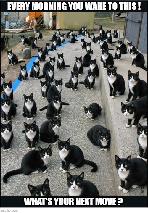 Living Next Door To The Cloning Factory | every morning you wake to this ! what's your next move ? | image tagged in cats,clones,next move,ai | made w/ Imgflip meme maker