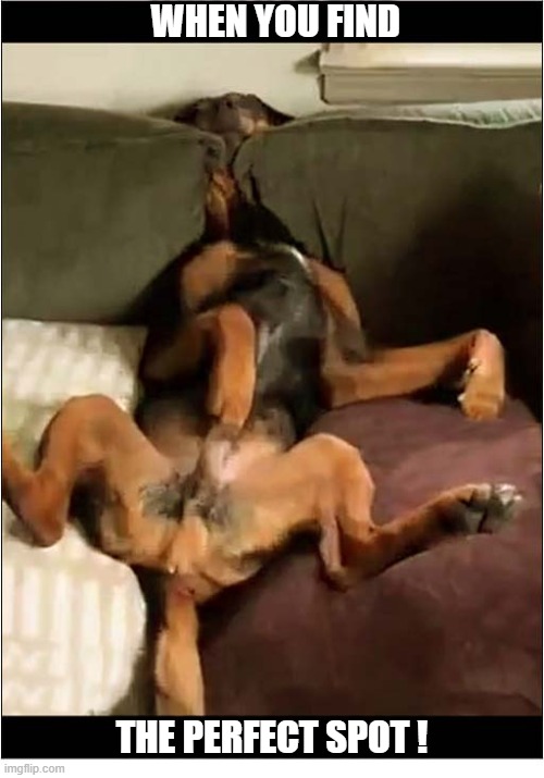 It Doesn't Look That  Comfortable ? | when you find; the perfect spot ! | image tagged in dogs,sofa,perfect spot | made w/ Imgflip meme maker