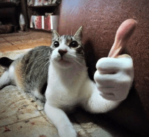 Cat Thumbs Up Blank Meme Template