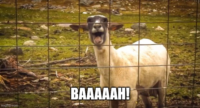 BAAAAAH! | image tagged in screaming goat | made w/ Imgflip meme maker