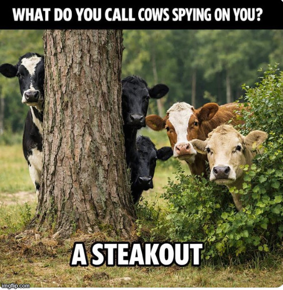 What do you call... | image tagged in eyeroll,what do you call,steakout | made w/ Imgflip meme maker