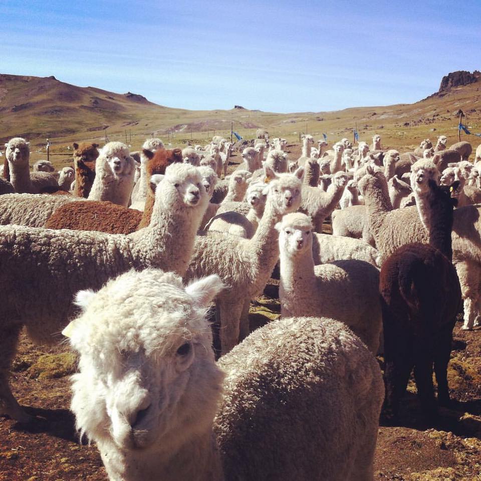 judgdamental llamas Blank Meme Template