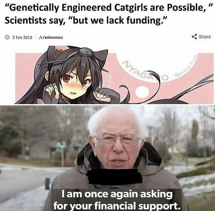 Bernie catgirls Blank Meme Template