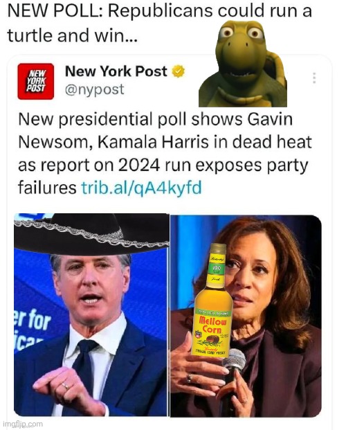 A turtle could beat Greasy Gavin or Happy Hour Harris | image tagged in img 9 jpeg,turtle,grease,gavin,happy hour | made w/ Imgflip meme maker