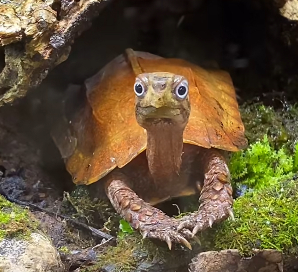 Turtle Blank Meme Template