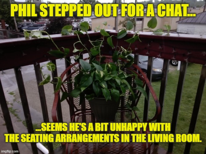 Phil 1.jfif | Phil stepped out for a chat... ...seems he's a bit unhappy with the seating arrangements in the living room. | image tagged in phil 1 jfif | made w/ Imgflip meme maker