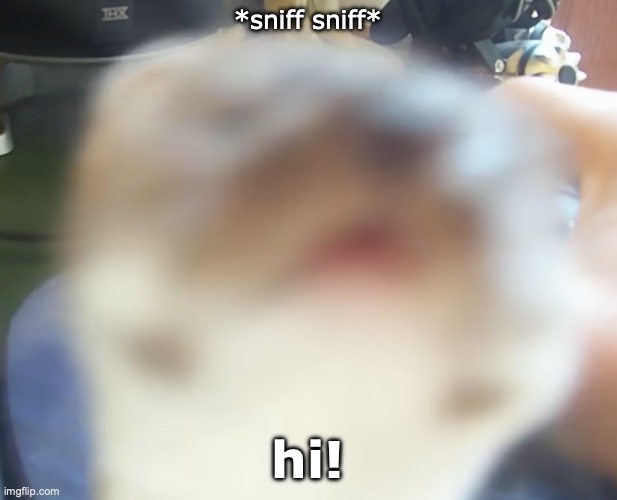 hi | *sniff sniff*; hi! | image tagged in hi,meme,animals,funny animals,funny memes,cute animals | made w/ Imgflip meme maker