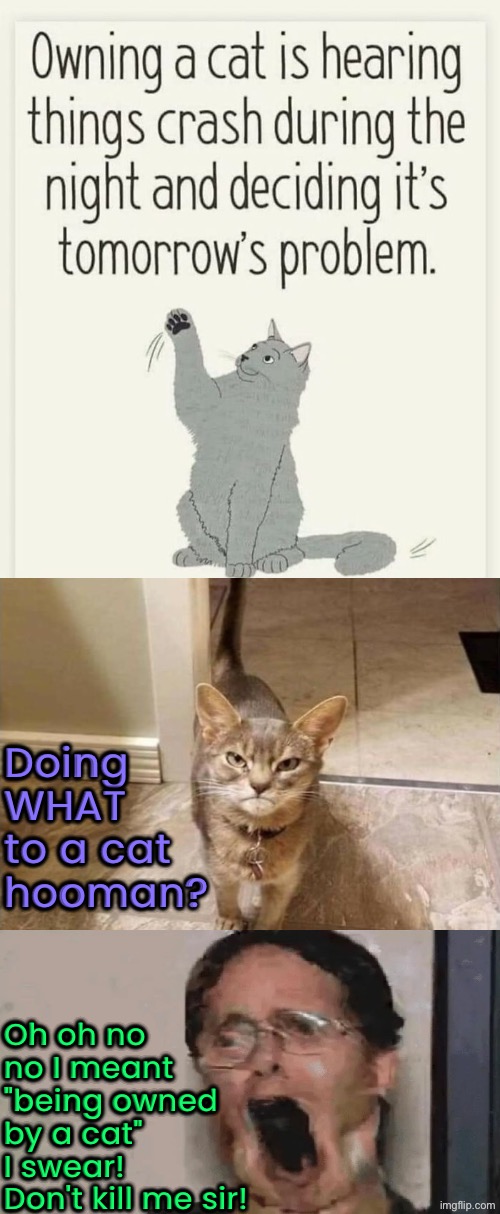 To Own Or To Be Owned? | Doing WHAT to a cat hooman? Oh oh no no I meant "being owned by a cat" I swear! Don't kill me sir! | image tagged in cats,kill you cat,owned,so you have chosen death,angry cat,evil overlord rules | made w/ Imgflip meme maker
