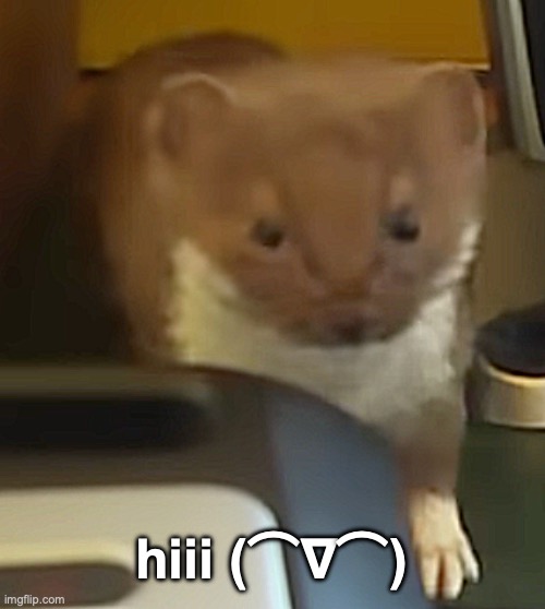 hi °(⌒∇⌒)° | hiii (⌒∇⌒) | image tagged in hi,animals,cute animals,funny animals,funny | made w/ Imgflip meme maker