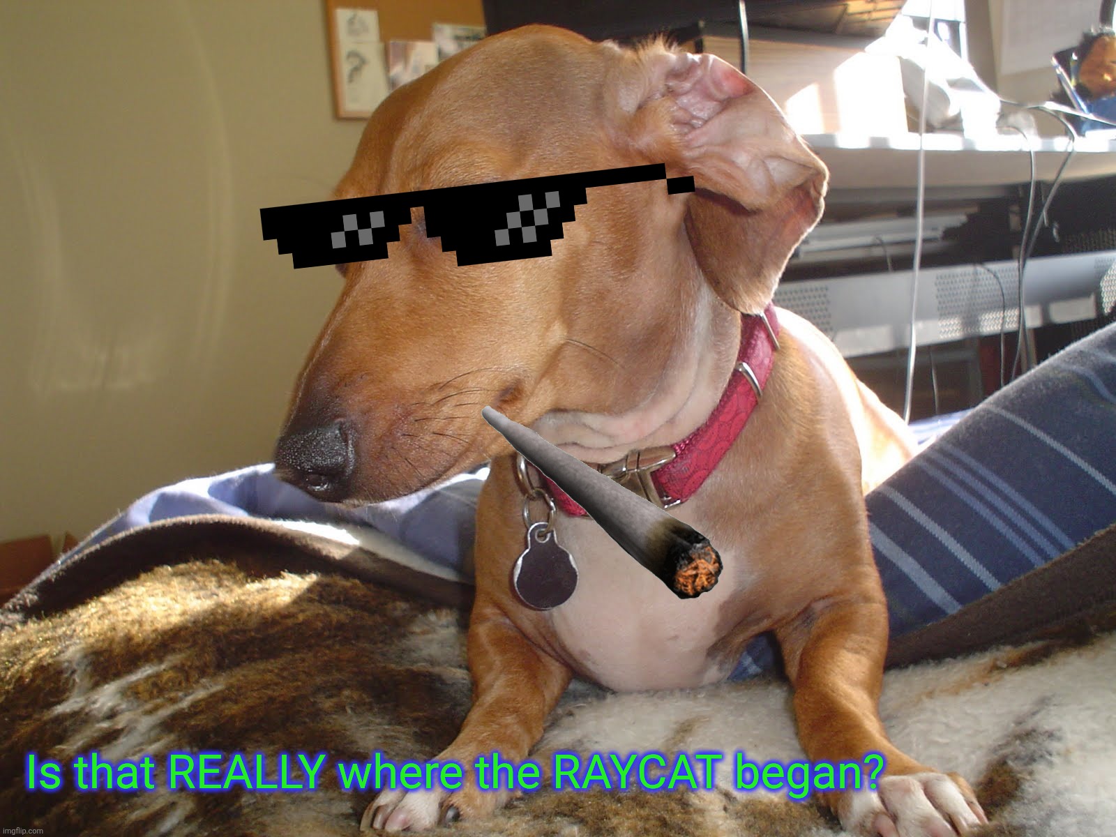 Is that REALLY where the RAYCAT began? | image tagged in suspicious dog | made w/ Imgflip meme maker