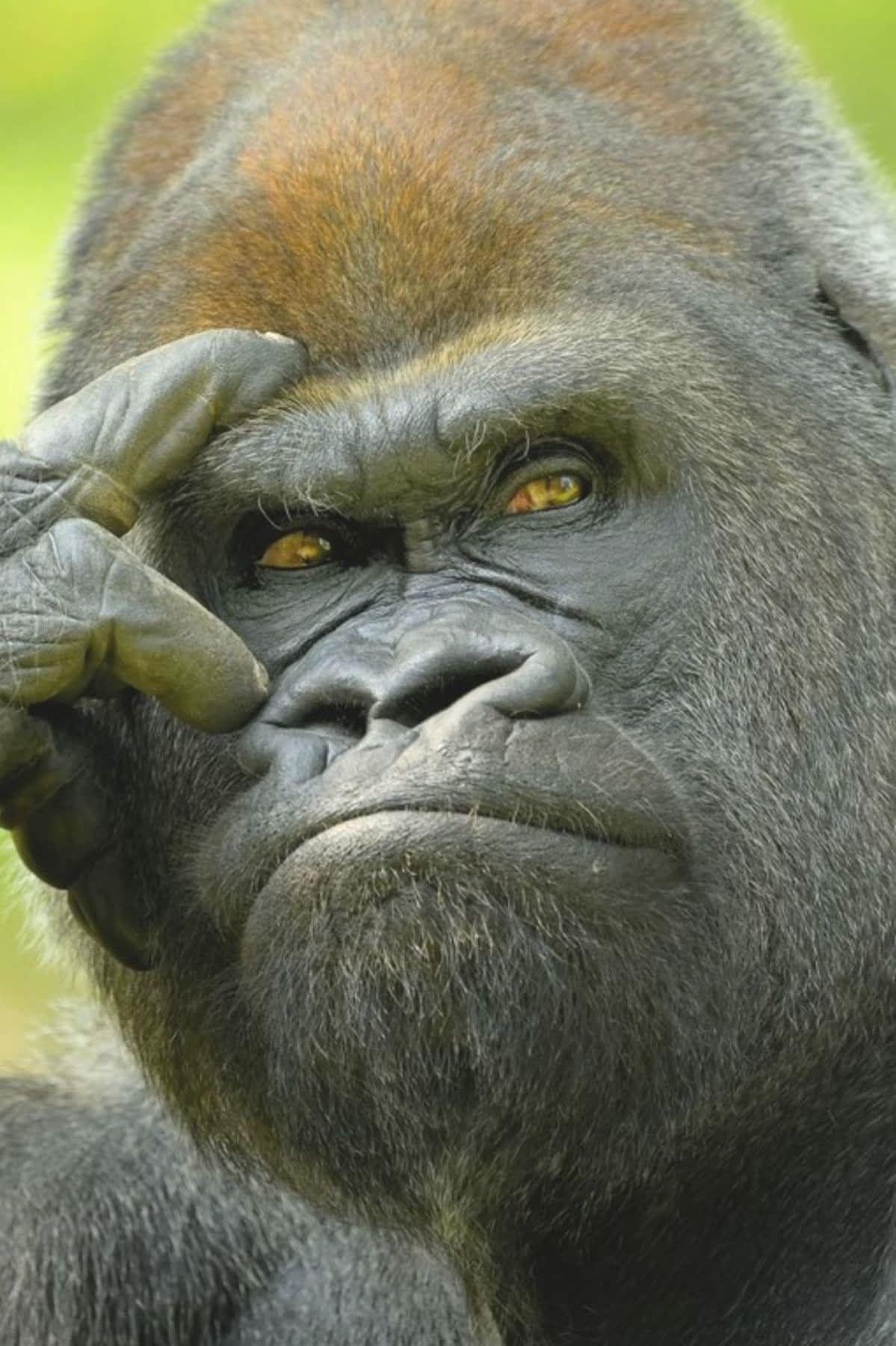 Monkey thinking Blank Meme Template