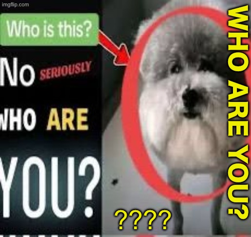 Who is this? No seriously WHO ARE YOU | WHO ARE YOU? ???? | image tagged in who is this no seriously who are you | made w/ Imgflip meme maker