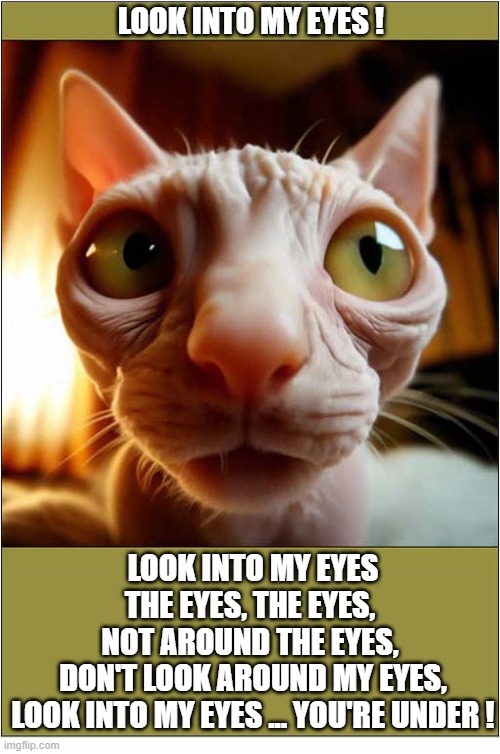 Beware Of Hypnocat ! | Look into my eyes ! Look into my eyes
the eyes, the eyes, 
not around the eyes, 
don't look around my eyes,
look into my eyes ... you're under ! | image tagged in cats,hairless,eyes,hypnotize | made w/ Imgflip meme maker