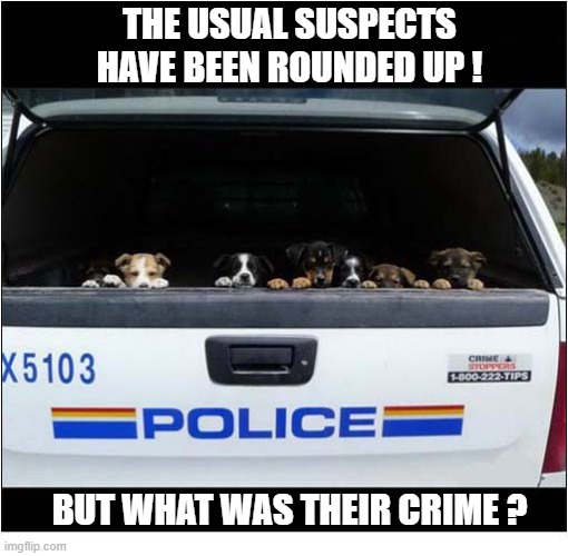 I Need More Details ! | The Usual Suspects
Have Been Rounded Up ! But what was their crime ? | image tagged in dogs,suspects,crime | made w/ Imgflip meme maker