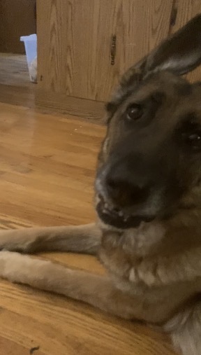 Penny the dog Blank Meme Template