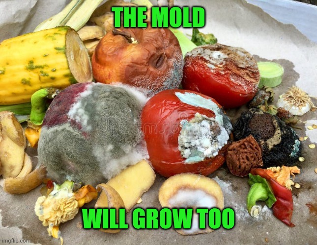 The mold Will grow too | made w/ Imgflip meme maker