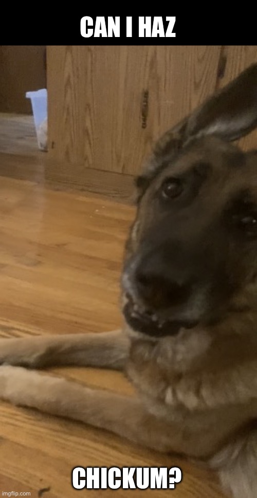 Penny the dog | Can I haz; Chickum? | image tagged in penny the dog,fun stream,subscribe | made w/ Imgflip meme maker