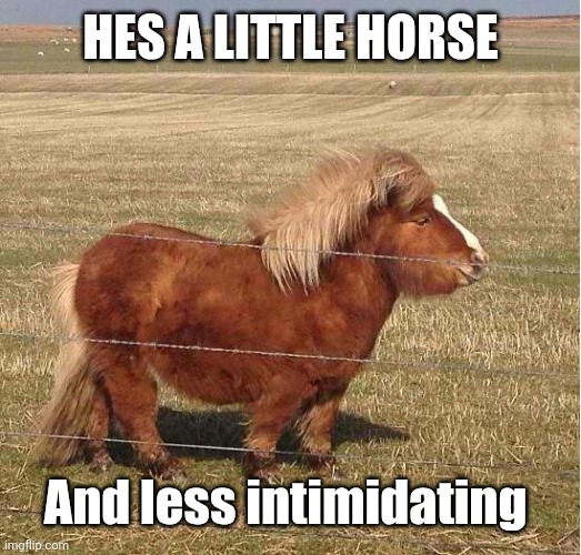 A little horse | Hes a little horse And less intimidating | image tagged in a little horse | made w/ Imgflip meme maker