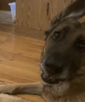 Penny the German shepherd Blank Meme Template