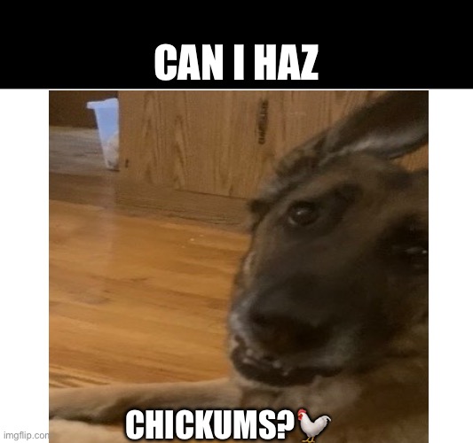 Can I haz chickums? | Can I haz; Chickums?🐓 | image tagged in funny memes,lol | made w/ Imgflip meme maker